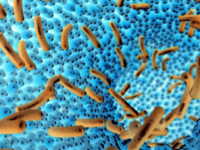 Minder infecties door boterzuur-bacteriën