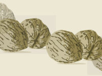 Walnoten voor de actieve zestigplusser