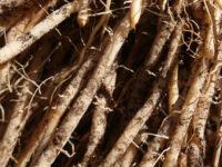 Shatavari tegen overgangsklachten