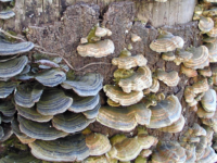 Paddenstoelextract verhoogt overlevingskansen bij kanker