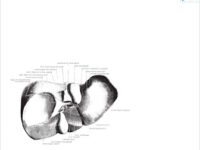 Zoveel sinaasappels heb je nodig om het vet uit je lever te halen