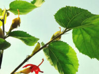 Berberine en gymnema bij obesitas