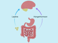Niet BMI maar relatieve leptinewaarde voorspelt insulineresistentie