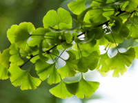 Fytotherapie bij veneuze insufficiëntie