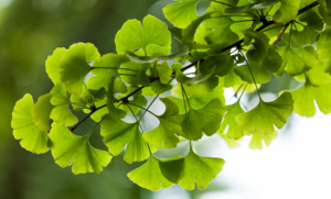 7230_ginkgo_biloba1411-web
