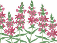 Astragalus stabiliseert nierziekte