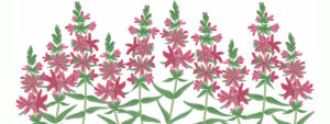 astragalus