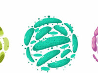 Kunnen probiotica leefstijl en eetgewoonte verbeteren?