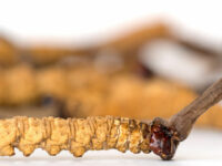 Cordyceps verbetert obstructieve long