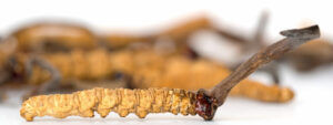 cordyceps-sinensis