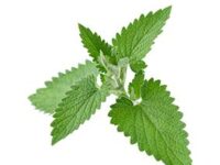 Citroenmelisse: veilig alternatief slaapmedicatie