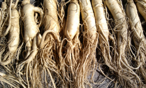 Ginseng