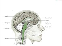 De noötrope werking van creatine | Metastudie