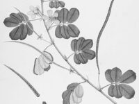 Cassiathee tegen verziendheid