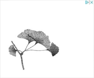 ginkgo-ad