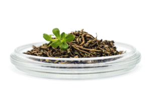 7396_bacopa_monnieri2705-web