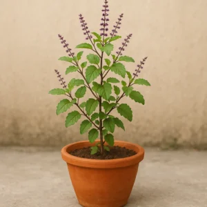 tulsi