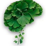 Ginkgo: hoop bij Alzheimer