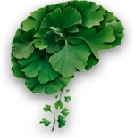 Ginkgo: hoop bij Alzheimer