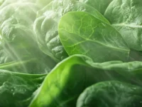 Luteïne verbetert metabolisme en vermindert AGE-last