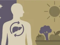 Detox volgt een circadiaan ritme