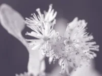 Kruidenextract versterkt spiergroei bij ouderen