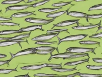 Omega-3-tekort treft wereldbevolking