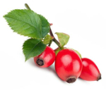 Rozenbottel tegen rug- en reumapijn