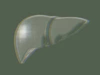 Vitamine E-suppletie gunstig bij leververvetting