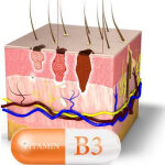 Vitamine B3 beschermt tegen huidkanker