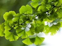 Ginkgo biloba remt progressie diabetische retinopathie