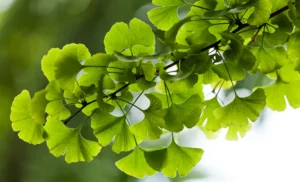Ginkgo-web-aspect-ratio-1500-910.png