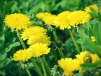 Combinatie van kurkuma, mariadistel, paardenbloem en gember verbetert leverfunctie