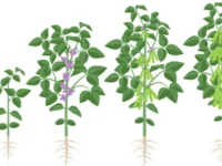 Soja-eiwit ondersteunt spiergezondheid ouderen