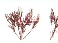 Versterken mineralen de darmbarrière bij colitis?