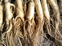 Ginseng bij cognitieve achteruitgang: bescheiden gunstig effect