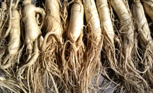 Panax-ginseng0204-web-aspect-ratio-1500-910.png