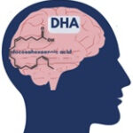 Omega-3 DHA vermindert kans op dementie