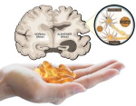 Vitamine D en DHA ruimen hersenplaques op