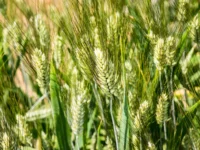 Klimaatverandering verandert voedingswaarde van gewassen